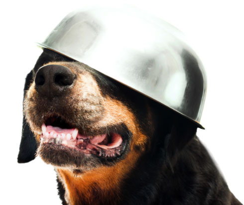 rottweiler rottweiler
